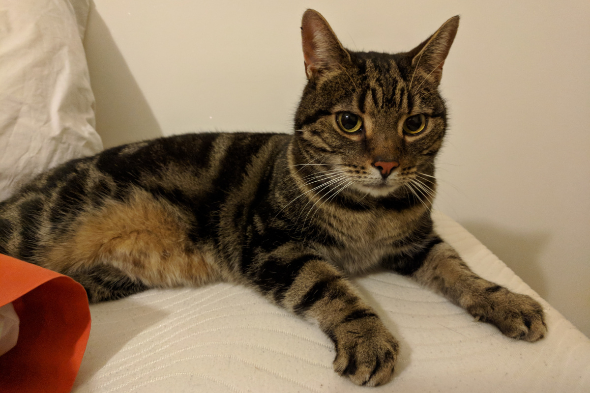 The fantastic cat who oversees all marketing for Valiant Escapes