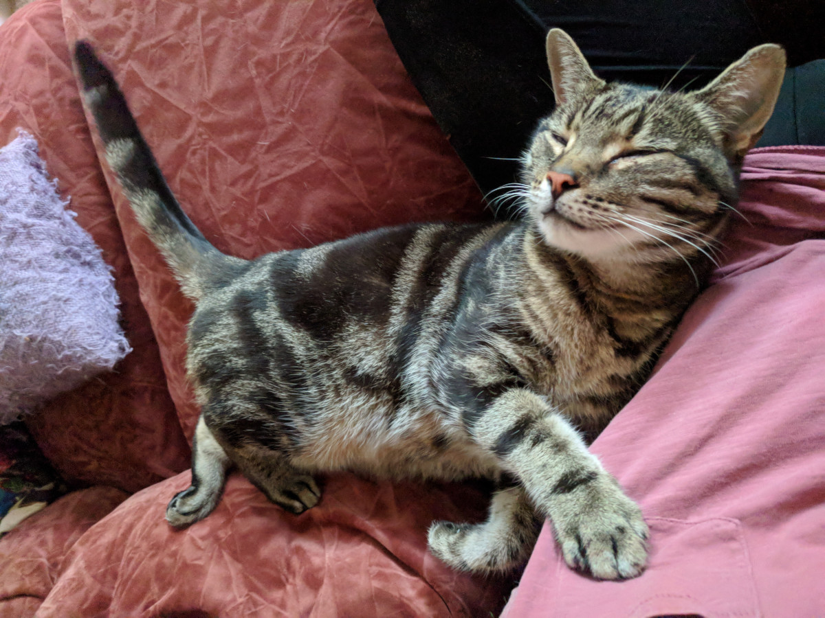 Derek, the superb cat who stars in all of our online escape rooms